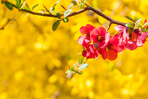 Spring flowers featuring flower, blossom, and plant, a Nature Photo by Vector beauty