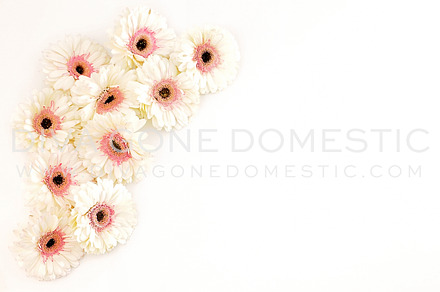 Styled Photo - Daisy Flowers