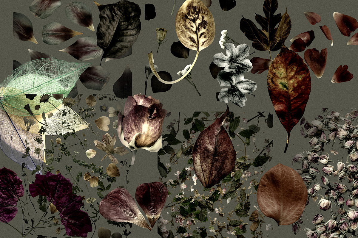 Mystic Autumn Botanical Grain, a Background Graphic by Anzhelika (Photo 11 of 12)