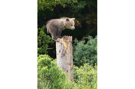 Young brown bear climbing on tree in, an Animal Photo by WildMedia