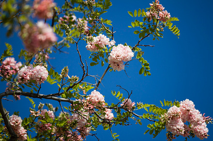 Lovely Heart Bokeh preview 5