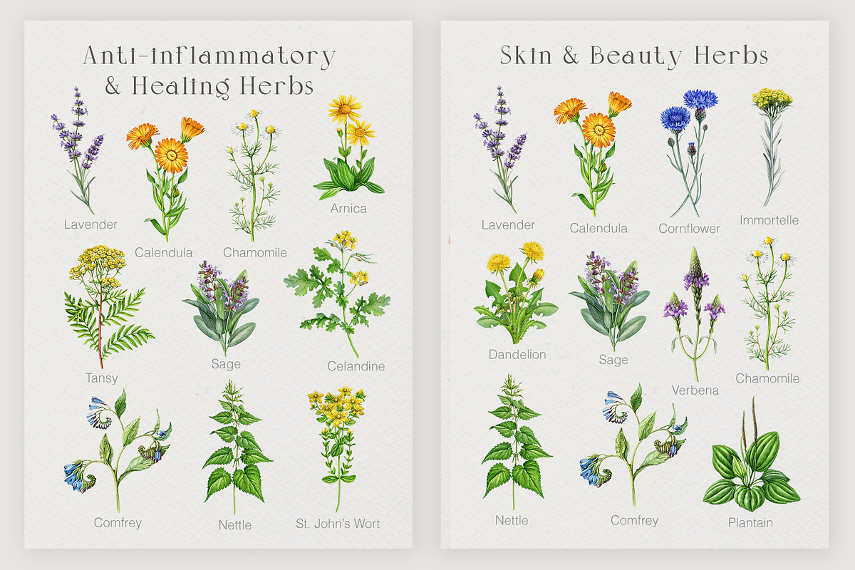 Herbal Apothecary Brand Kit, a Healthcare Illustration by AnitaPol (Photo 13 of 18)