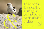 Gafloc Thin Serif Display, a Serif Font by timelesstype.co (Thumbnail 7 of 15)