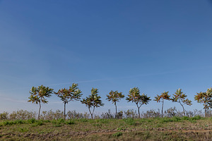 a row of sumac trees to fence the field and divide it into sections, a Photo by rsoollAI