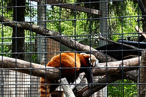 Red panda resting on a branch inside a zoo enclosure in Indiana USA, a Photo by AS photostudio