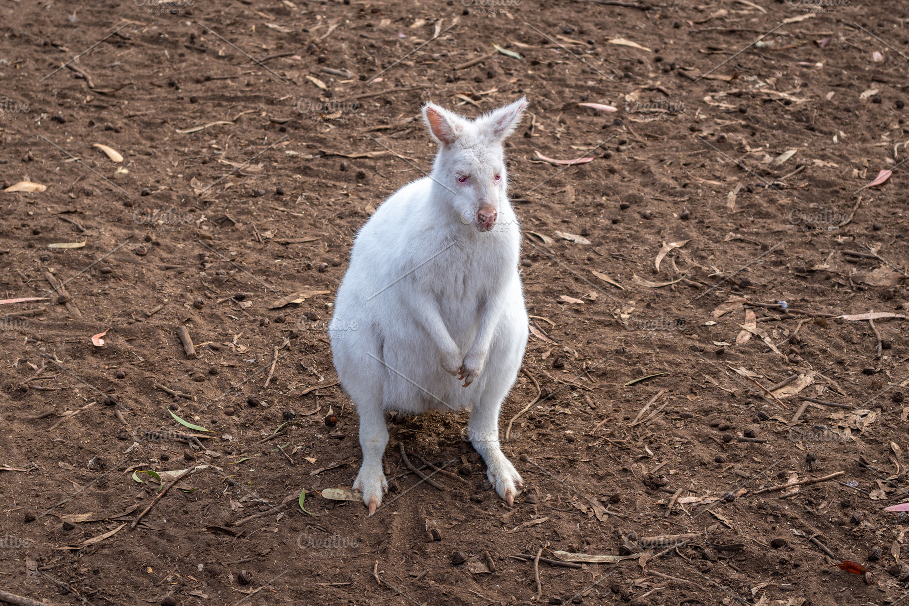 Albino white wallaby standing on dirt ground in Kangaroo Island,, an Animal Photo by GoodGoods