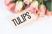Baby Shower | Script Font, a Script Font by Scratchones (Thumbnail 4 of 8)