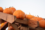 Fall Pumpkin Stock Bundle, a Holiday Photo by r.r.palacios (Thumbnail 14 of 15)