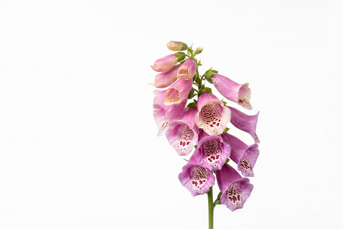 10 poisonous botanical plants, a Healthcare Illustration by StockVerse Creative (Photo 6 of 12)