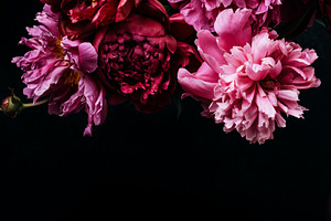 Beautiful peonies bouquet on black stock photo containing peony and purple, a Holiday Photo by colnihko