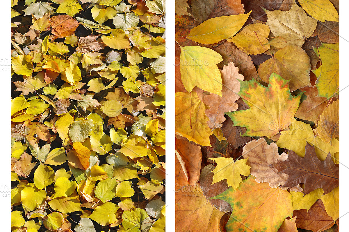 Fall backgrounds featuring colorful, color, and design, a Nature Photo by Fruits+Veggies (Photo 4 of 5)