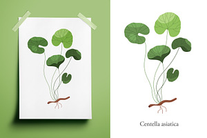 Gotu Kola or Centella asiatica plant, a Food Illustration by Good Studio