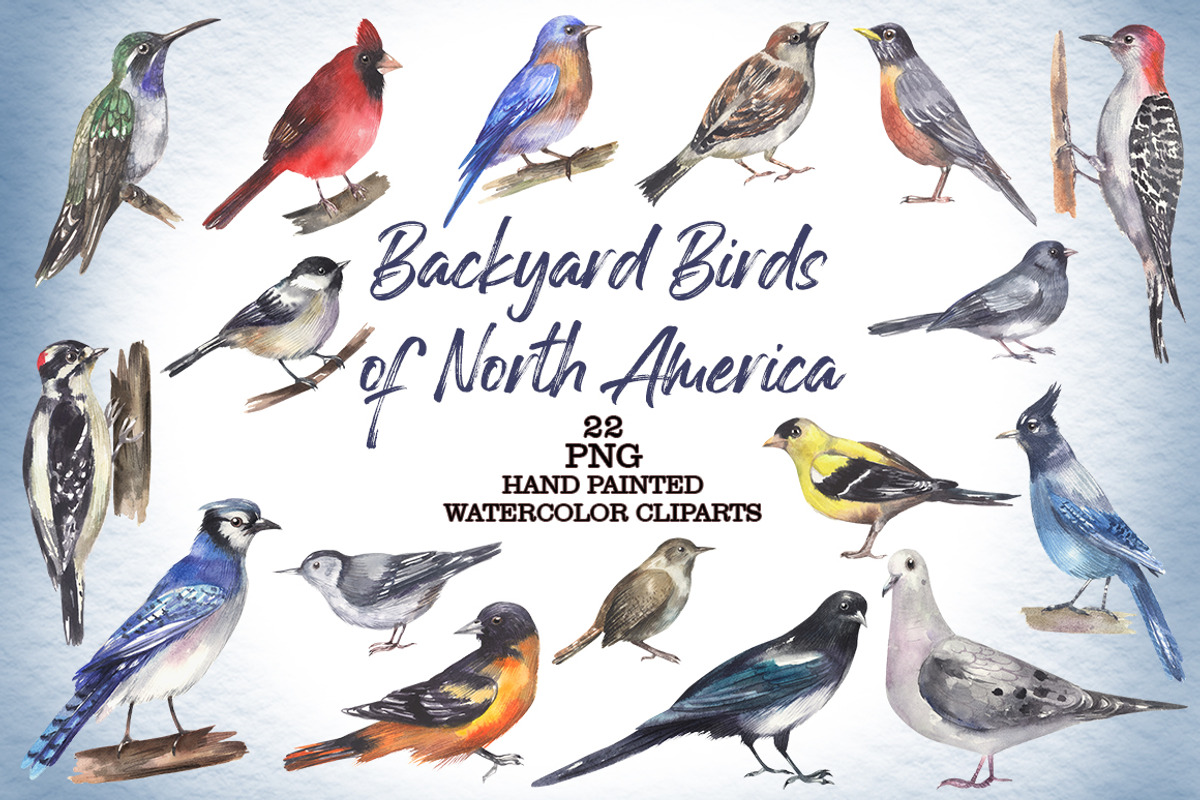 Backyard Birds of North America, an Animal Illustration by FITALARTSNEDIGI
