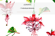 Watercolor Fuchsia flower, an Object Graphic by YuMyart (Thumbnail 2 of 3)