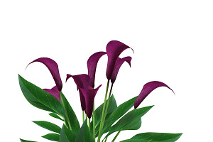 Calla Lily Burgundy