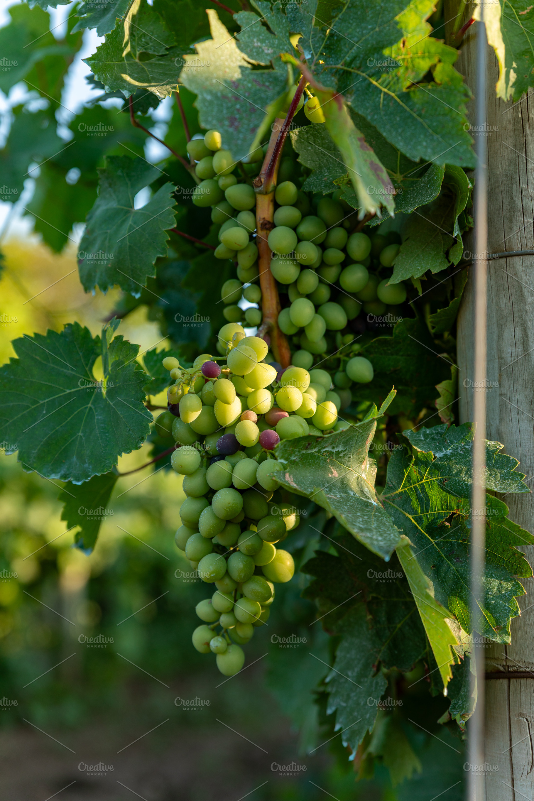 Close-up of green grape clusters hanging on a vine with lush leaves in a vineya, a Food & Drink Photo by Ales Munt