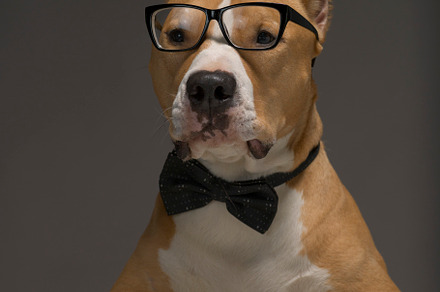 Staffordshire terrier in a bow tie a stock photo containing dog and pet, an Animal Photo by oleghz