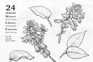 Hand Drawn Flowers. Elegant Line Art