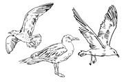 SEAGULL set, a Pattern Graphic by Tanya Akhmett (Thumbnail 2 of 7)
