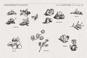 Botanical Herb Ingredients, a Healthcare Illustration by TheMountBirdStudio (Thumbnail 10 of 10)