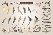 Cockatiel Birds Watercolor, an Animal Illustration by CreativeValuation (Thumbnail 3 of 15)