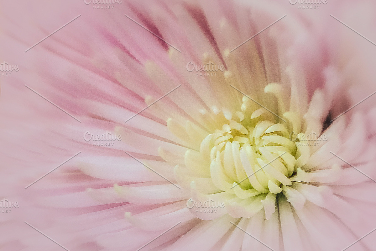 01 Pink Chrysanthemum Macro, a Nature Photo by Nancy Hebert Photography (Photo 2 of 2)