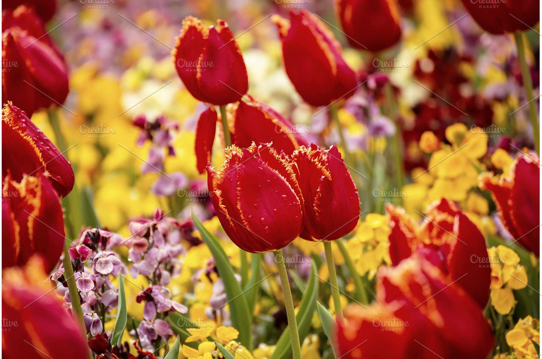 Red tulip flowers, a Nature Photo by Nature and travel