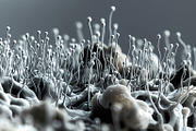 72 Microscopic Fungi Backgrounds, a Background Graphic by h.utomo (Thumbnail 65 of 72)