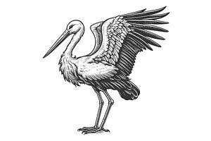 Stork Engraving Sketch Vector