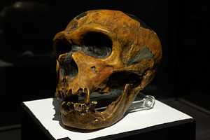 Head of a Homo Neanderthalensis, a School & Education Photo by Bepslabor