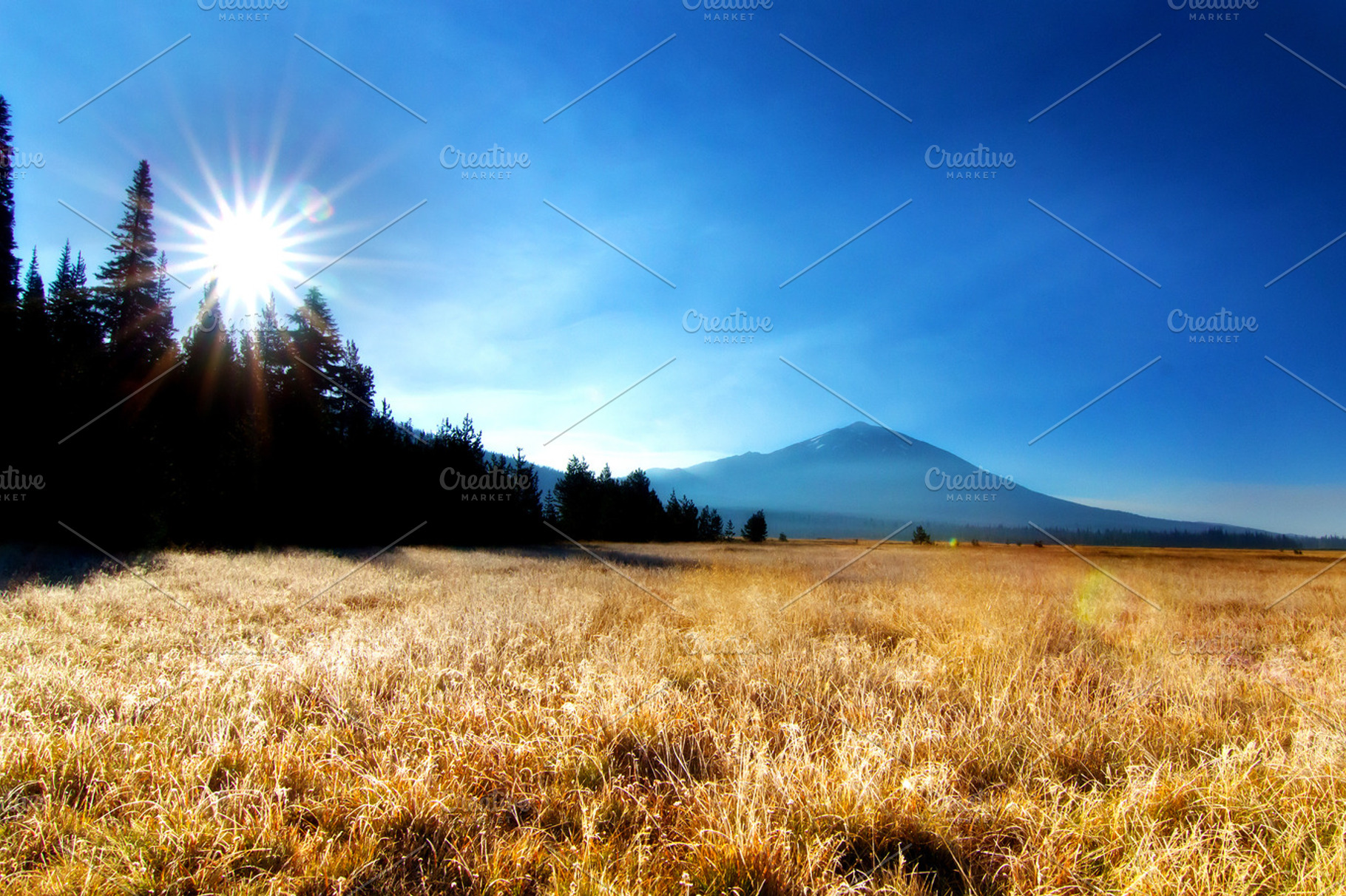 Field Landscape View