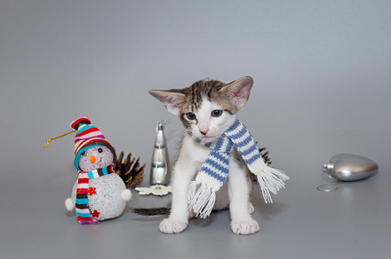 Small oriental kitten in a striped scarf
