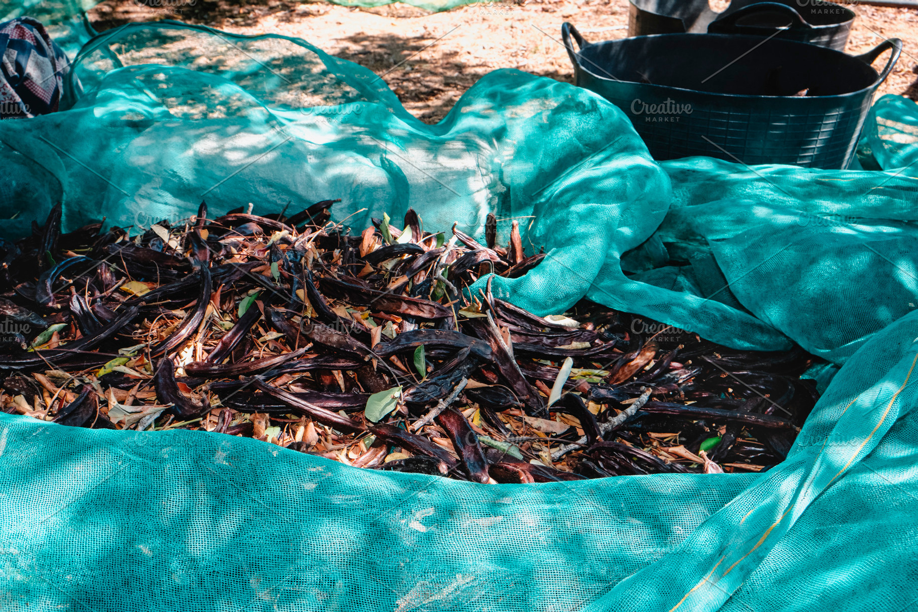 ripe carob pods gathered on nets in Spain, a Photo by Nito