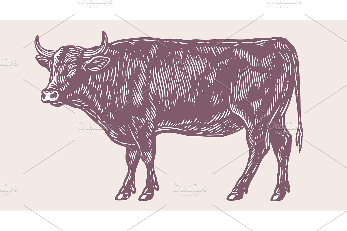 Cow, bull, beef. Vintage retro print, a Food Illustration by Foxys Graphic