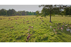 Majestic Herd of Deer Grazing in, an Animal Photo by Goinyk