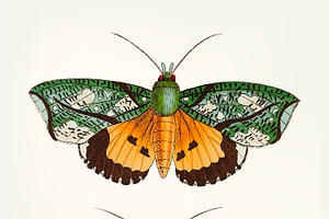 Vintage Illustration Of Moth