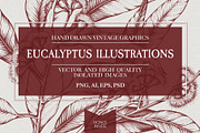 Eucalyptus Illustrations & Extras, an Illustration by Valeryia Aranovich (Thumbnail 1 of 6)