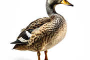 400+ Farm Animals Photo Bundle, an Animal Photo by Virgo Studio (Thumbnail 7 of 8)