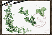 Ivy Watercolor Illustration, a Decorative Illustration by DioFlow (Thumbnail 5 of 5)