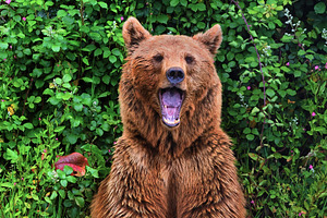 Brown bear sitting and yawning amids, an Animal Photo by Perpis