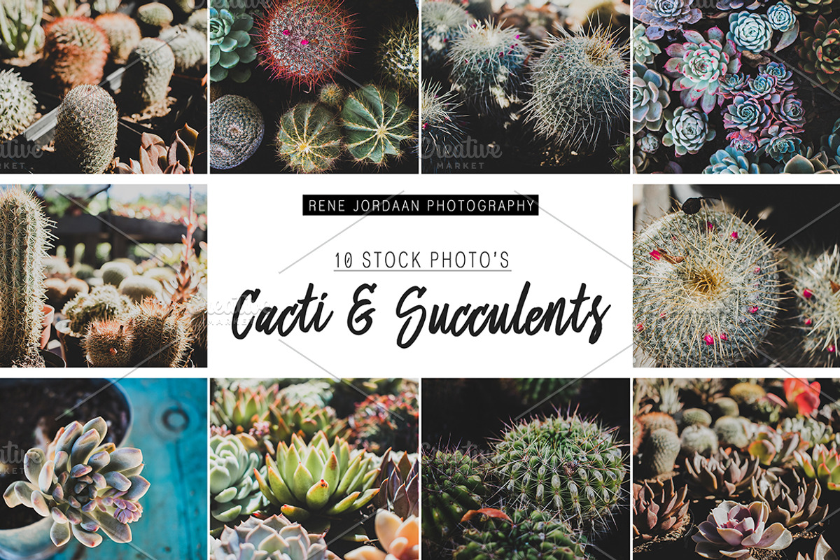 Cacti and Succulents Bundle, a Nature Photo by René Jordaan Photography (Photo 1 of 3)