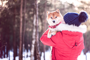Girl with a dog in her arms stock photo containing adult and animal