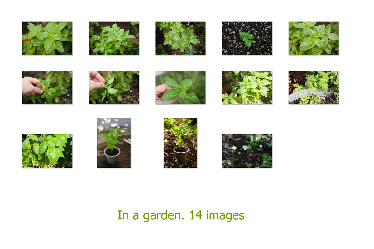 Basil leaves and herb, 100 images, a Food & Drink Photo by Pullia (Photo 4 of 7)