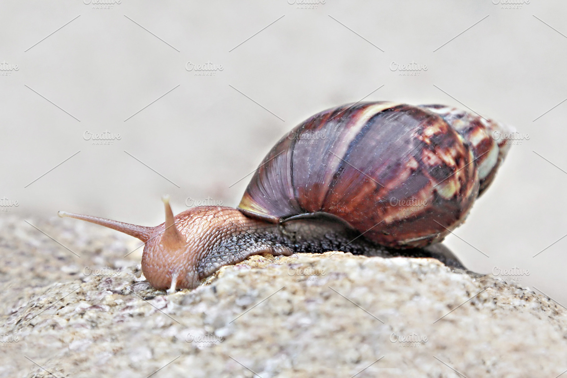 Beauty snail, a Photo by saiko3p