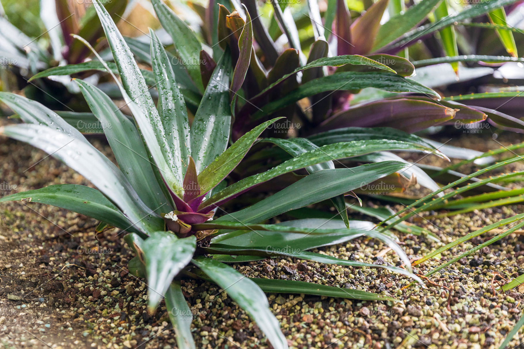 Moses-in-the-cradle plant, a Nature Photo by Imaginarium