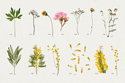 BUNDLE - Dry Flowers & Leaves, an Object Graphic by Sparrow & Snow (Thumbnail 7 of 28)
