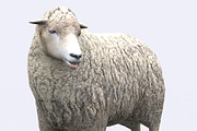 3DRT - Domestic animals - Sheep, an Animal 3D Model by 3DRT.com (Thumbnail 2 of 3)