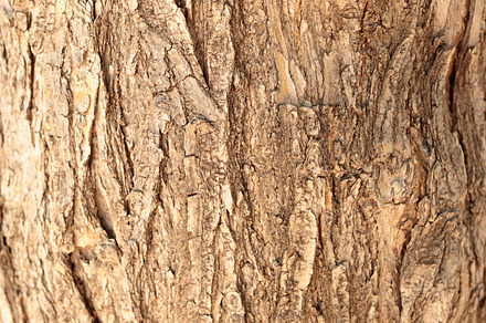 Texture of a pine, a Background Photo by FRANCIS