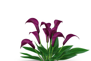 Calla Lily Burgundy