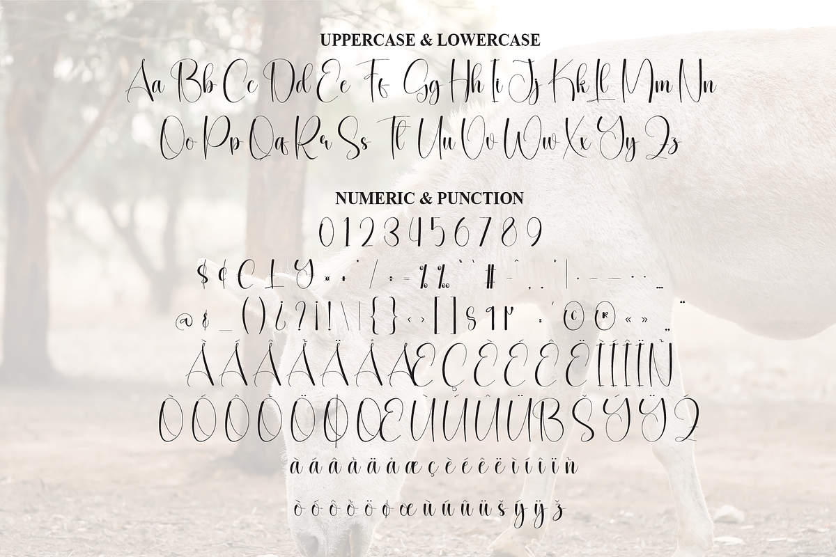 Donkeys | Script Font, a Handwritten Font by Scratchones (Photo 7 of 9)